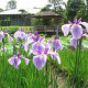 馬場花木園 画像1