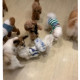 犬の保育園プレセア（合同会社ヴァンガードワン） 画像1