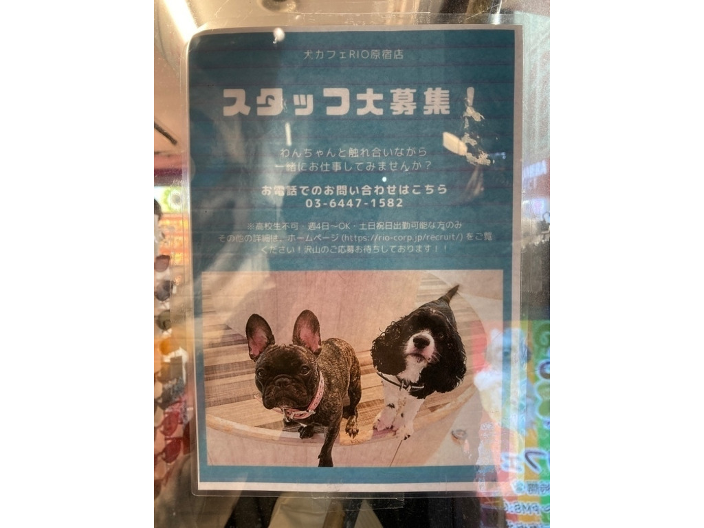 犬カフェrio 原宿竹下通り店のアルバイト パート求人情報 Joblist ジョブリスト スマホであつめる みんなの街の求人はり紙