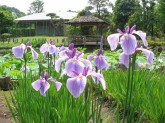 馬場花木園