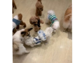 犬の保育園プレセア（合同会社ヴァンガードワン）