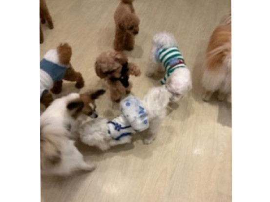 犬の保育園プレセア（合同会社ヴァンガードワン） 画像1